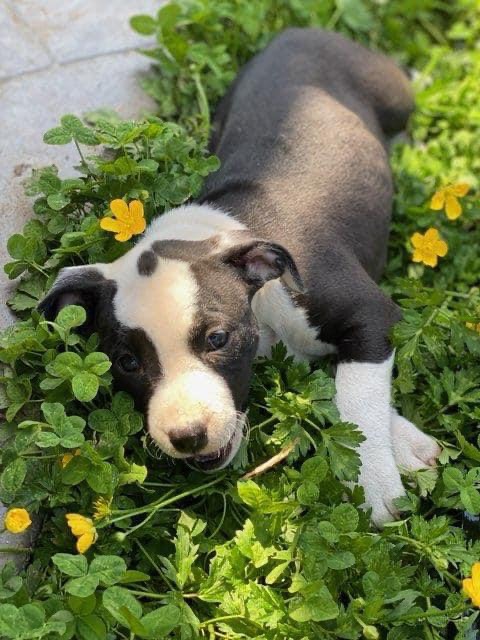 black and white pitbull pup