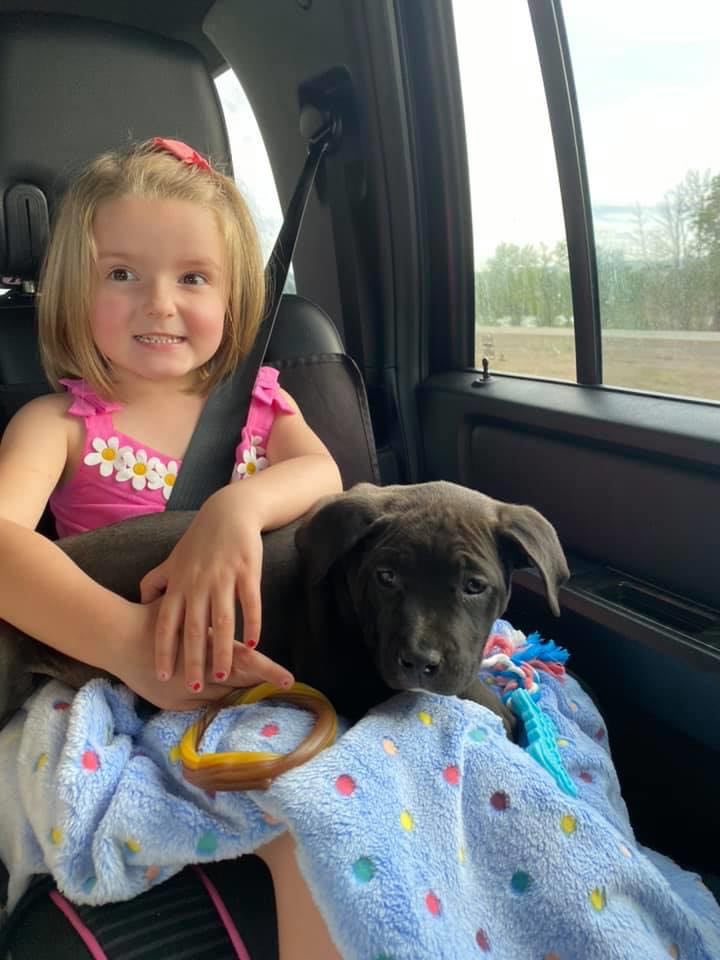 taking your new pitbull puppy home