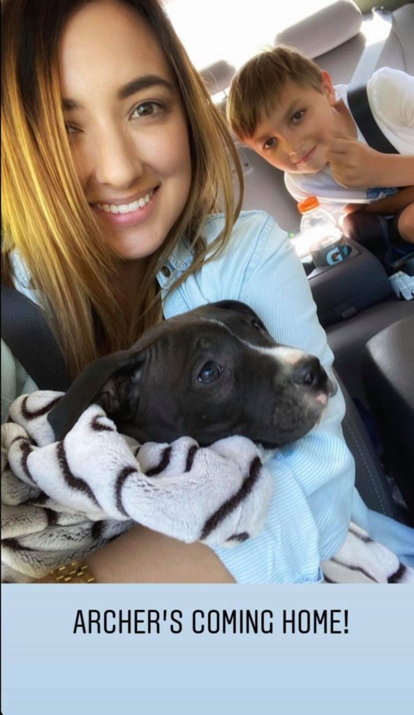 taking your pitbull puppy home