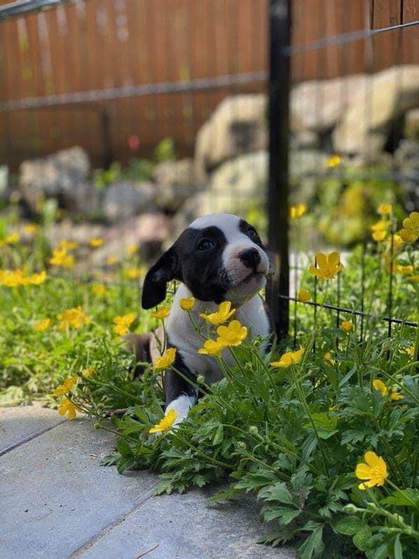 cute puppy in flowers