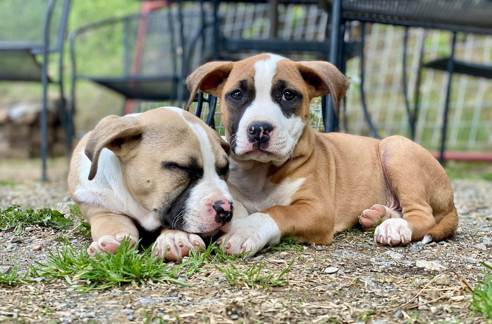 two brother american pit bull terriers