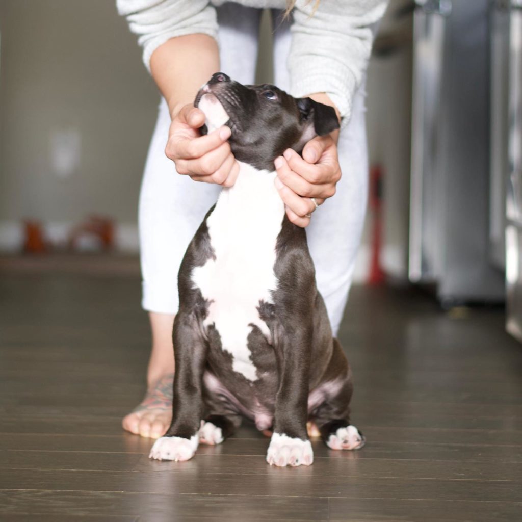 training your pit bull puppy