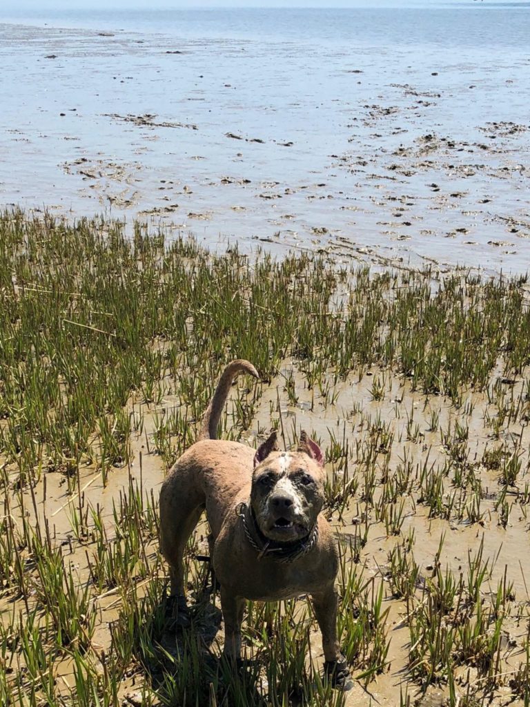 american pit bull terriers love the beach