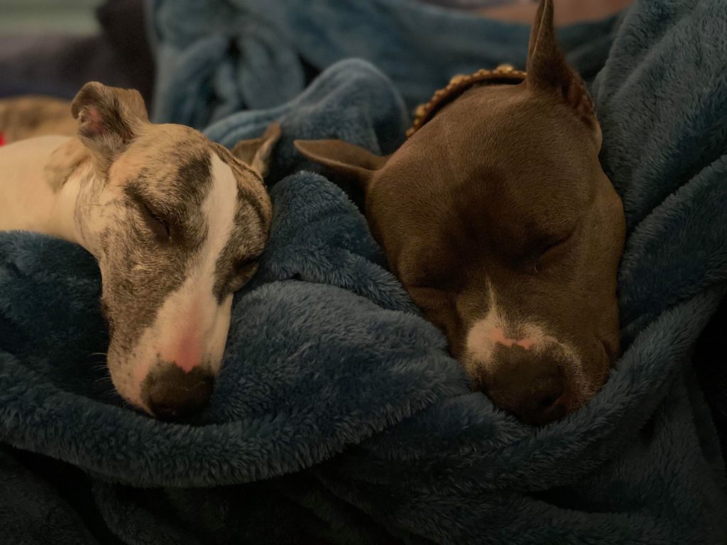 snoozing pit bull with whippet