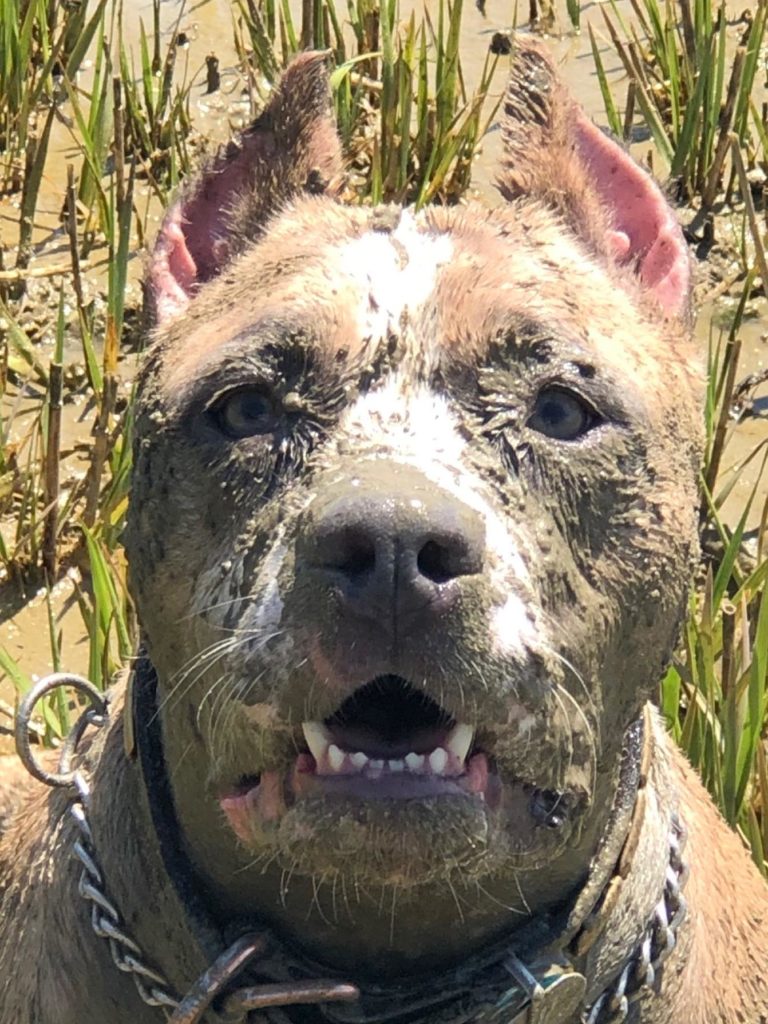 muddy pit bull