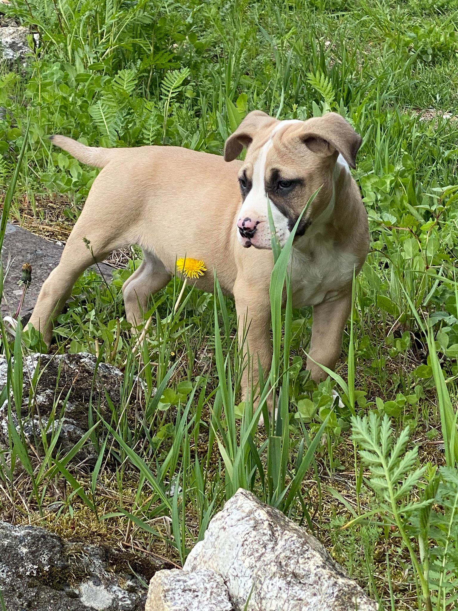 fawn apbt pup in the grass