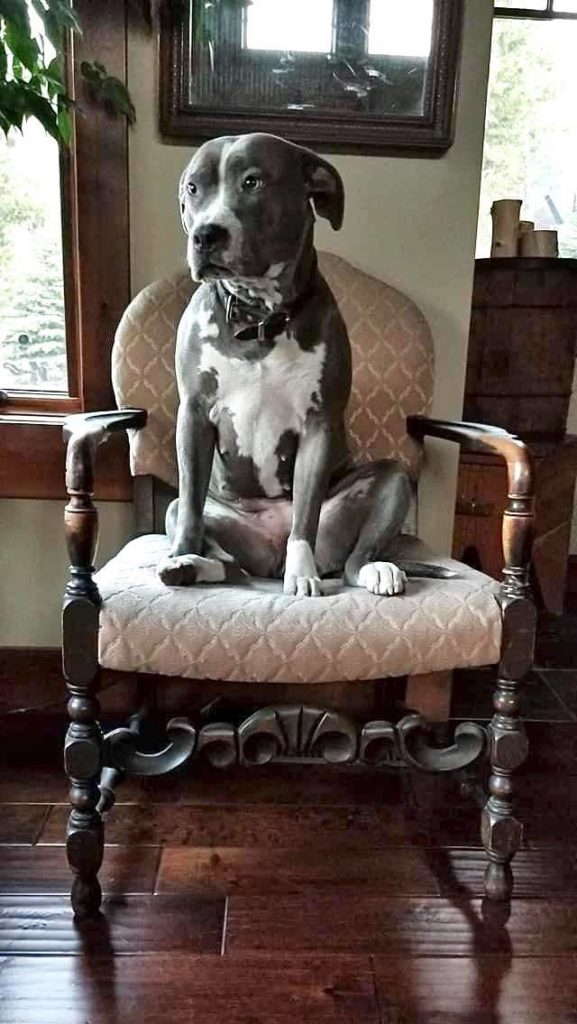 blue pit bull on a chair