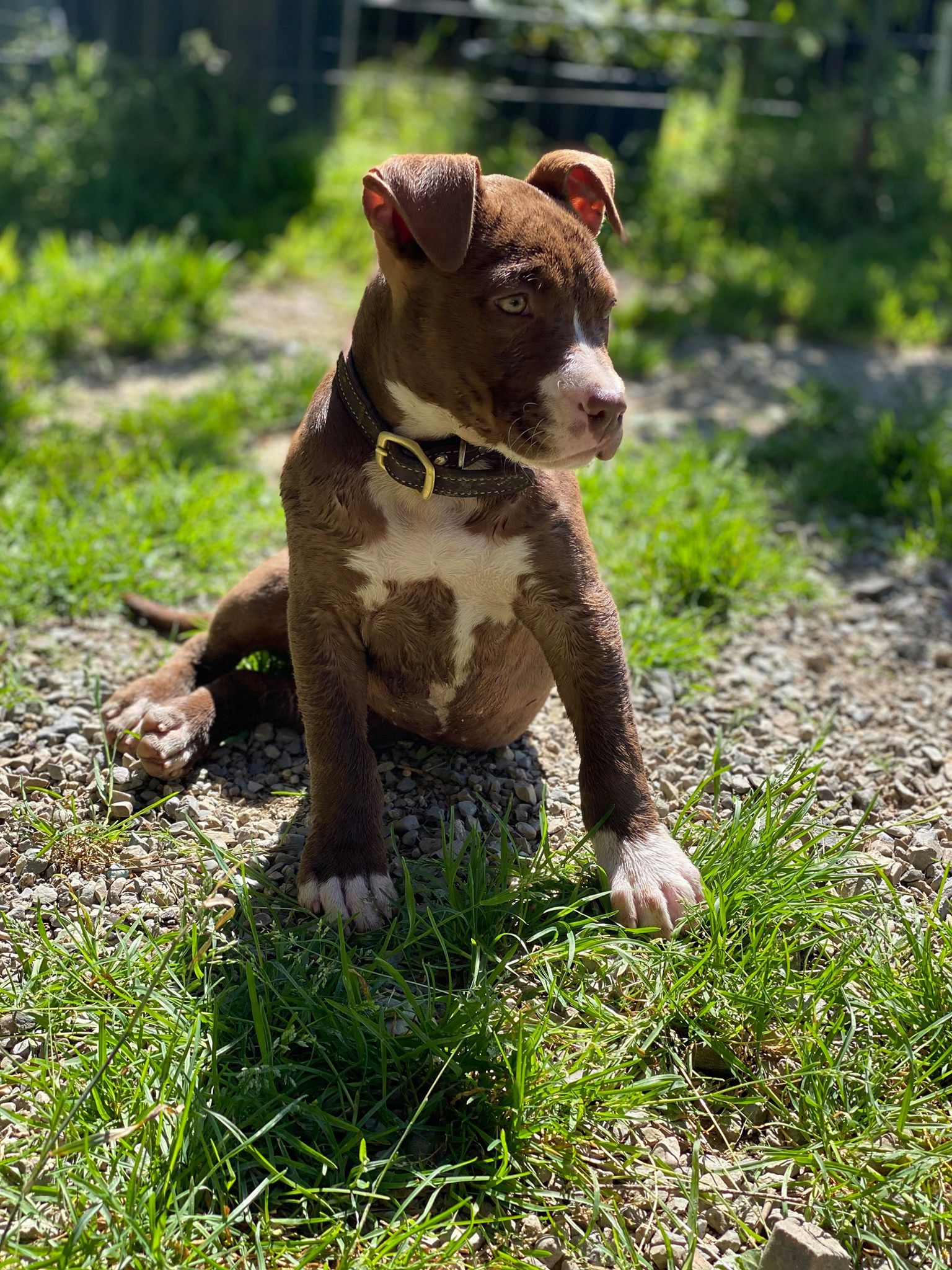 chocolate pit bull puppy red nose