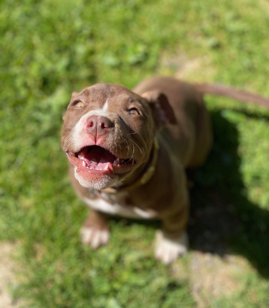 red nose pitty smile