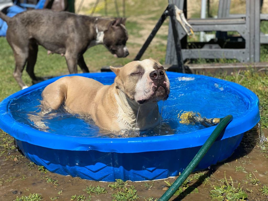 pit bull lovin the water