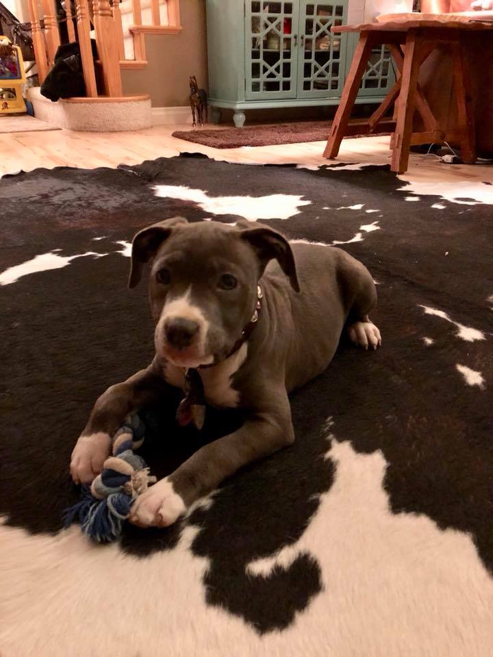 blue nose pit bull puppy