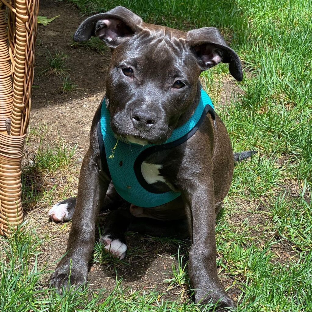 seal color pit bull