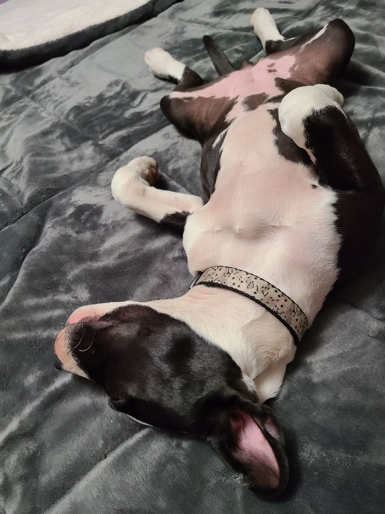 pit bulls love comfy beds