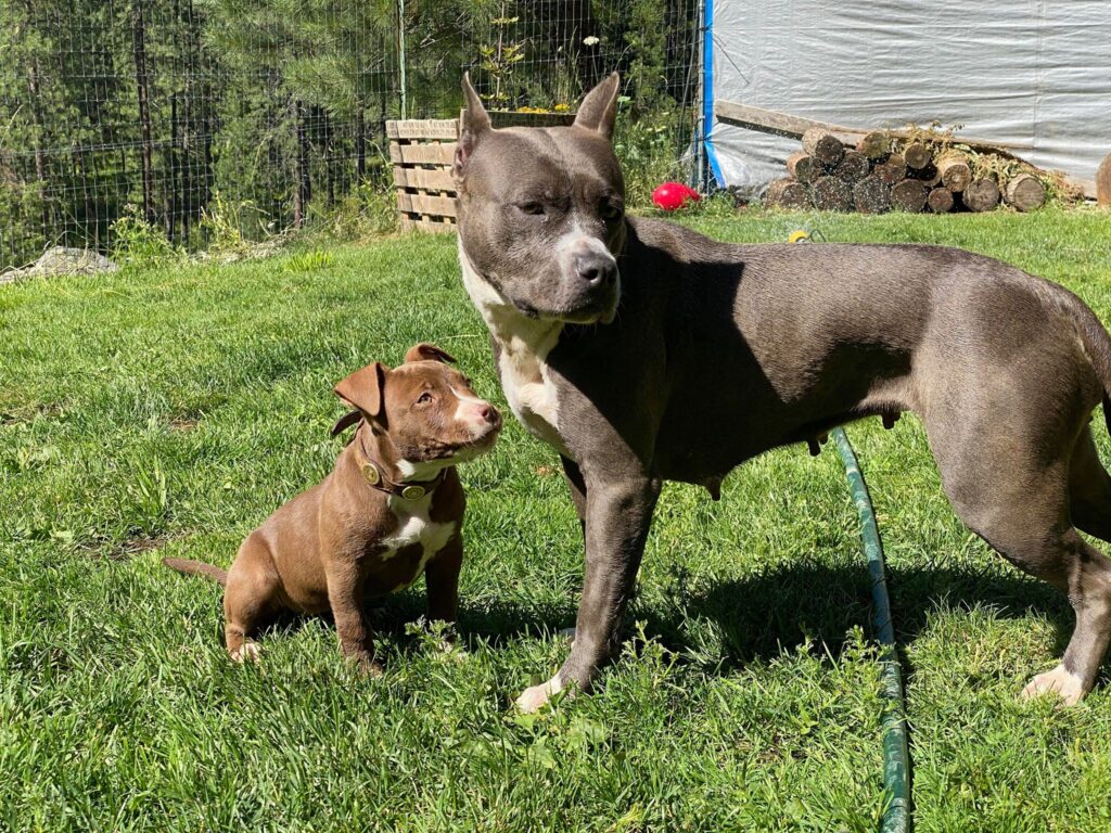 blue nose and red nose pit bull breeder