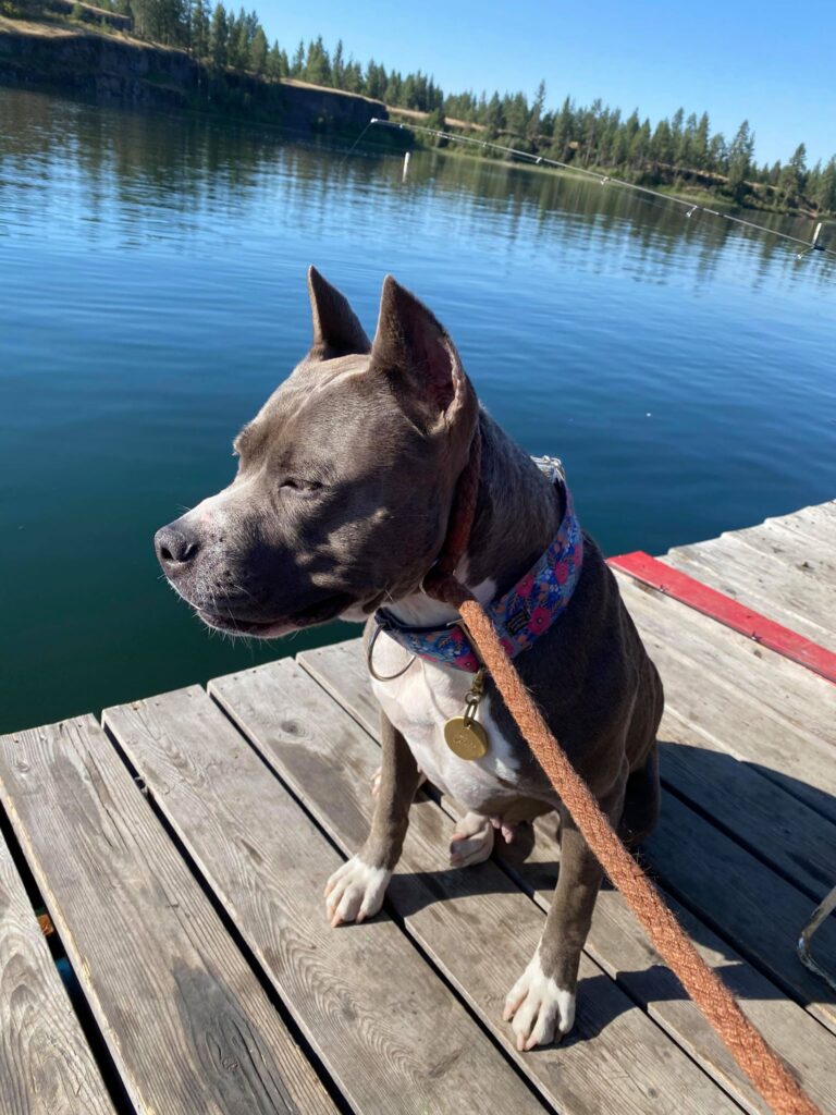 blue pit bull at the lake