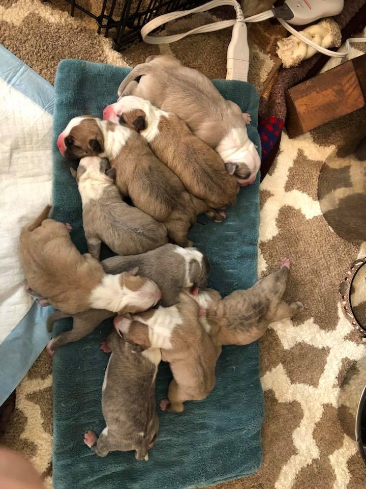 Litter of nine american pit bull terriers