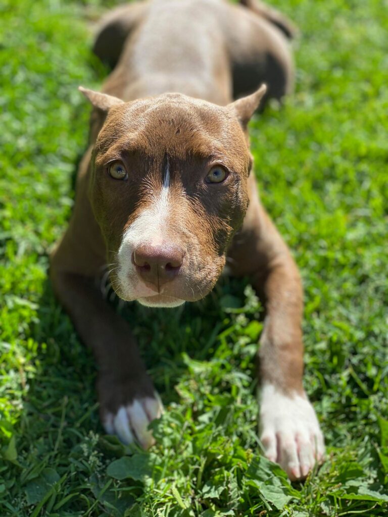 chocolate american pit bull terrier