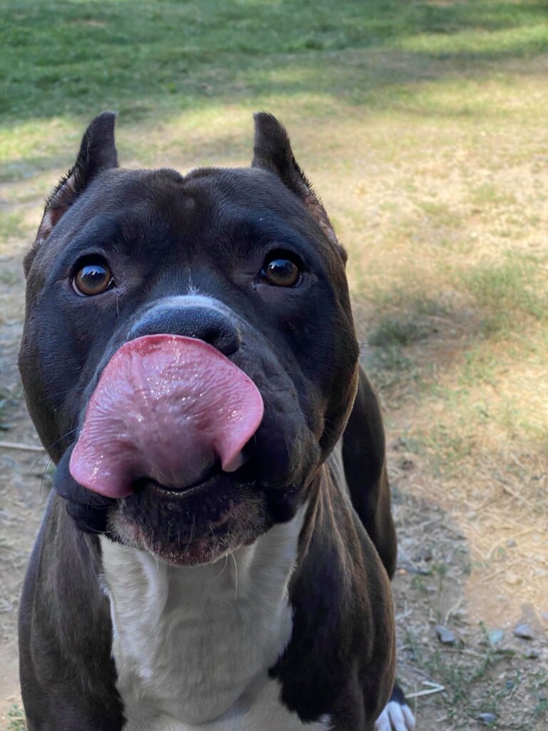 pit bull tongue