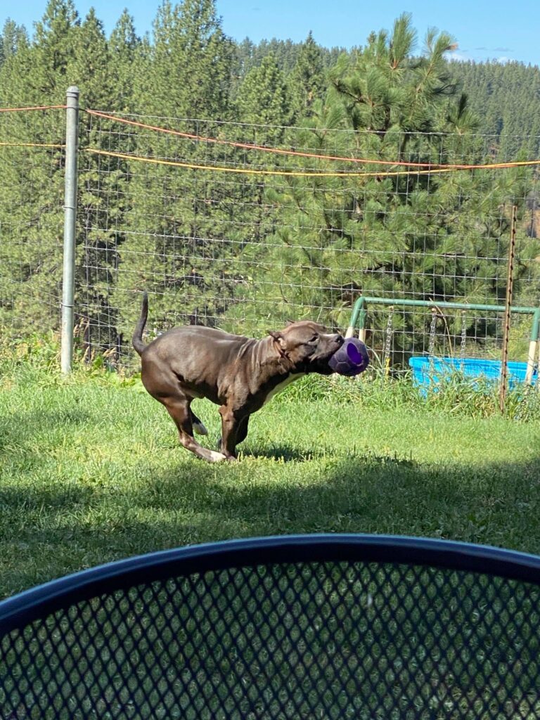 running pit bull