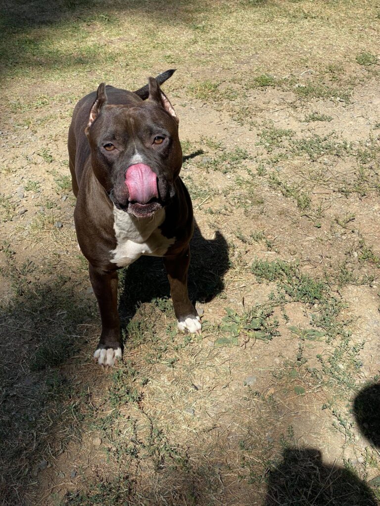 funny pit bull tongue