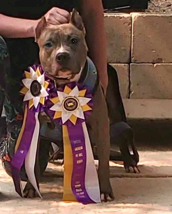 weight pull champion pit bull