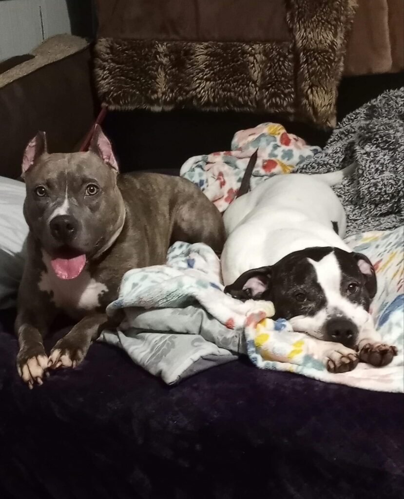 Pit bulls in your bed