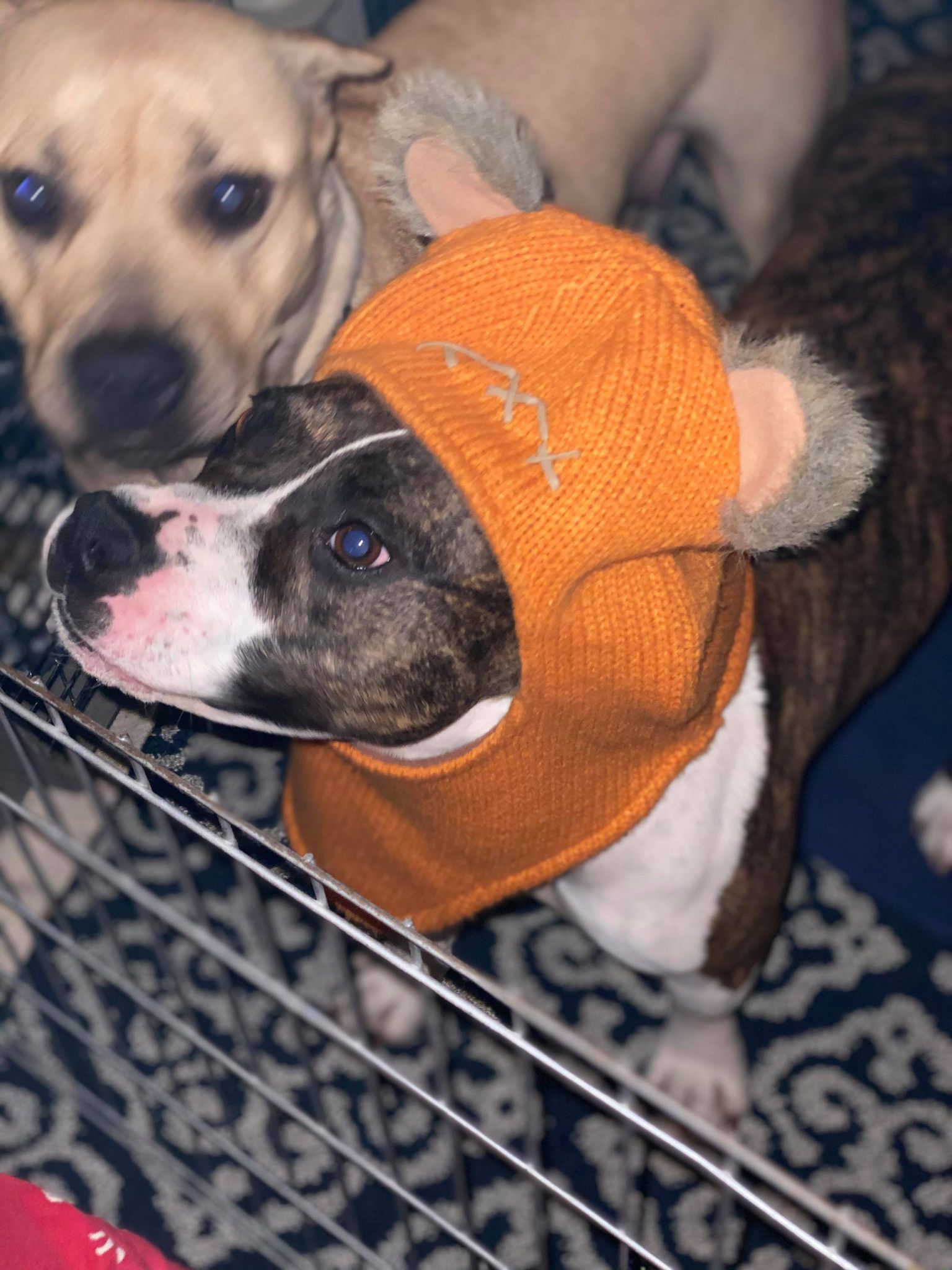 playing dress up with your pit bull