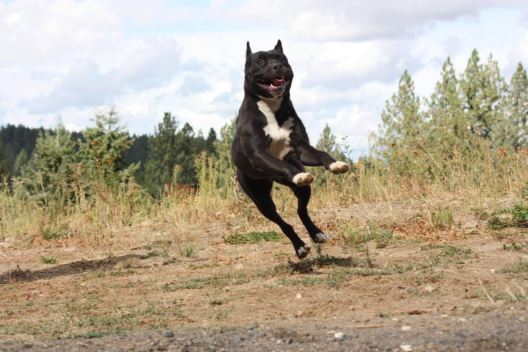 pit bull in the air