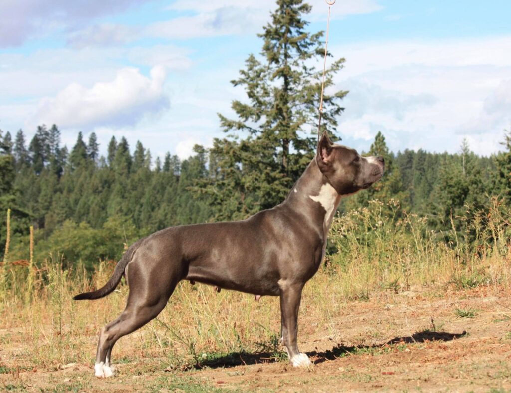 best american pit bull terrier in the world