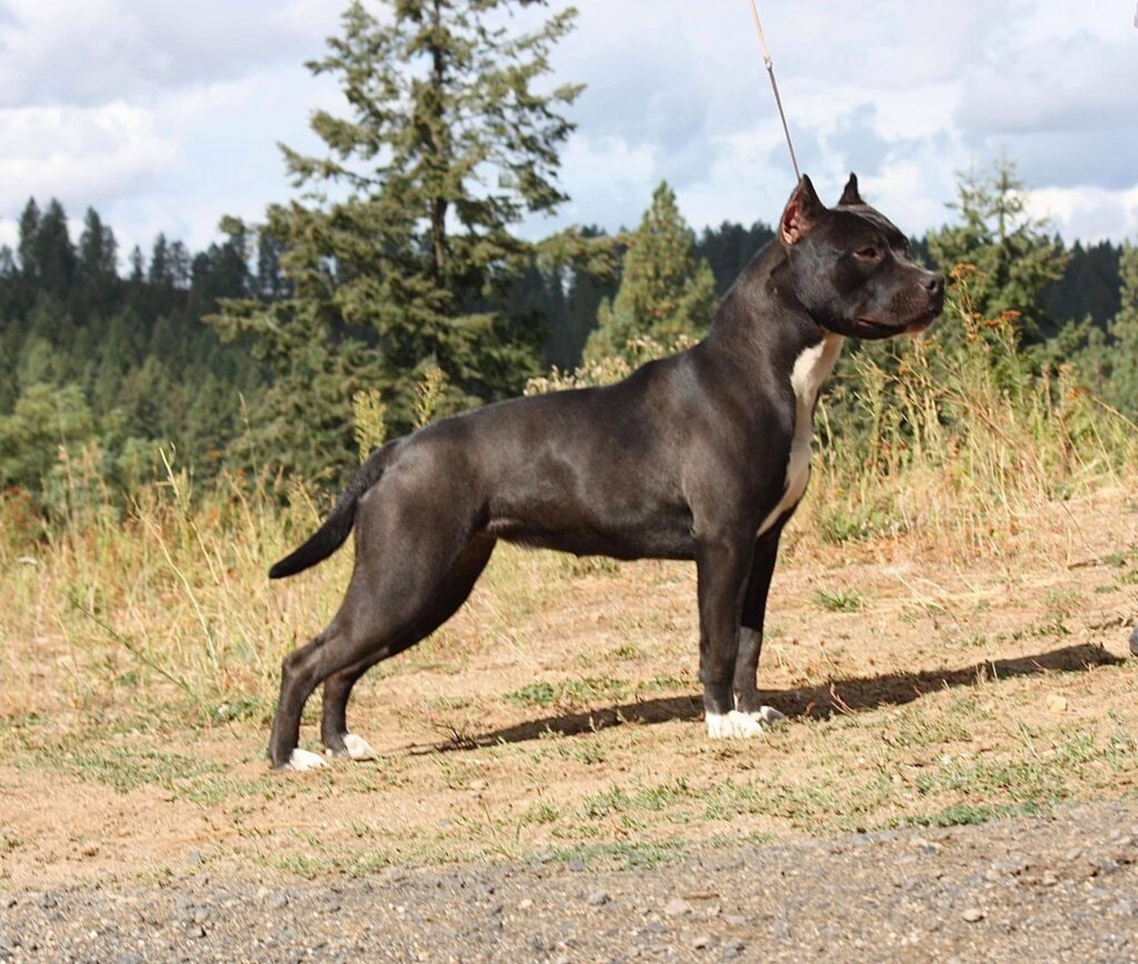 show quality american pit bull terriers