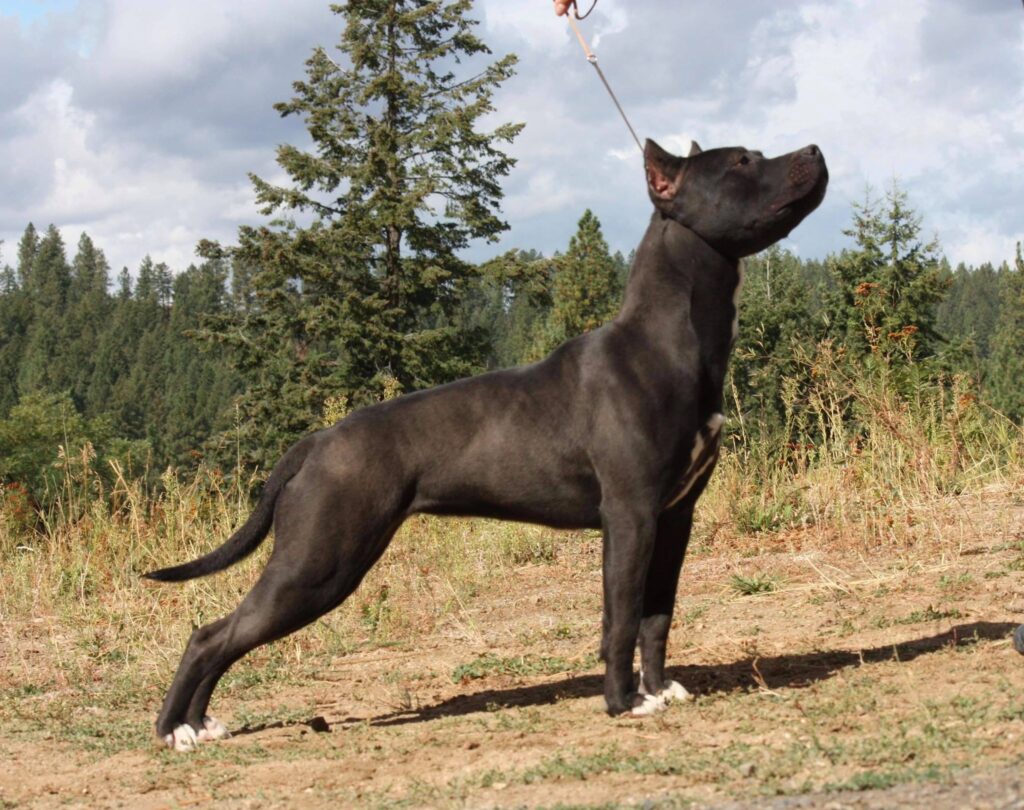 black american pit bull terrier