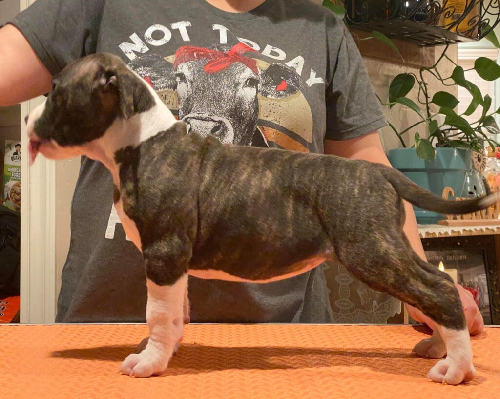 how to stack an american pit bull terrier puppy