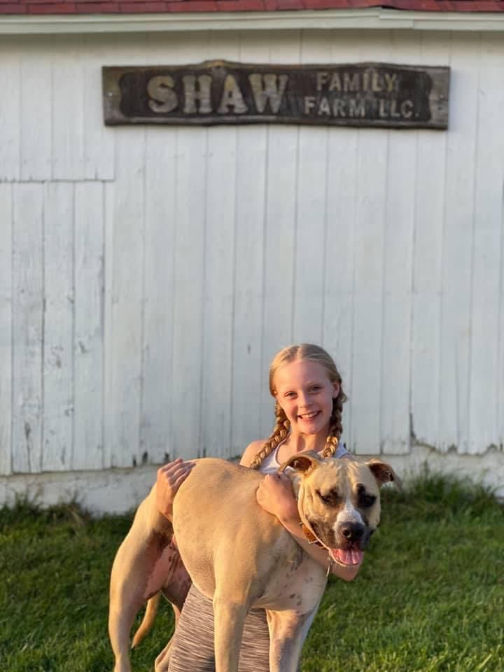 Fawn and white american pit bull terrier