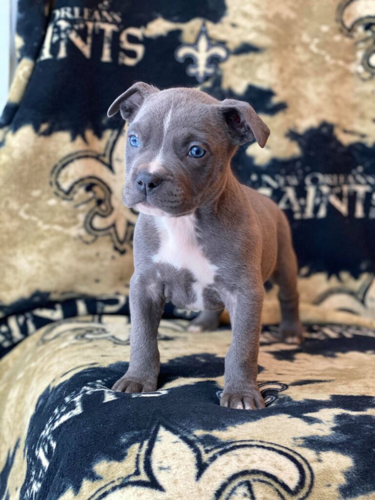 cute pitbull puppy named Finneas