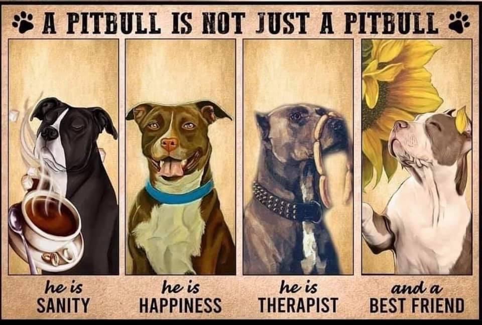 The Beauty of Pit Bulls
