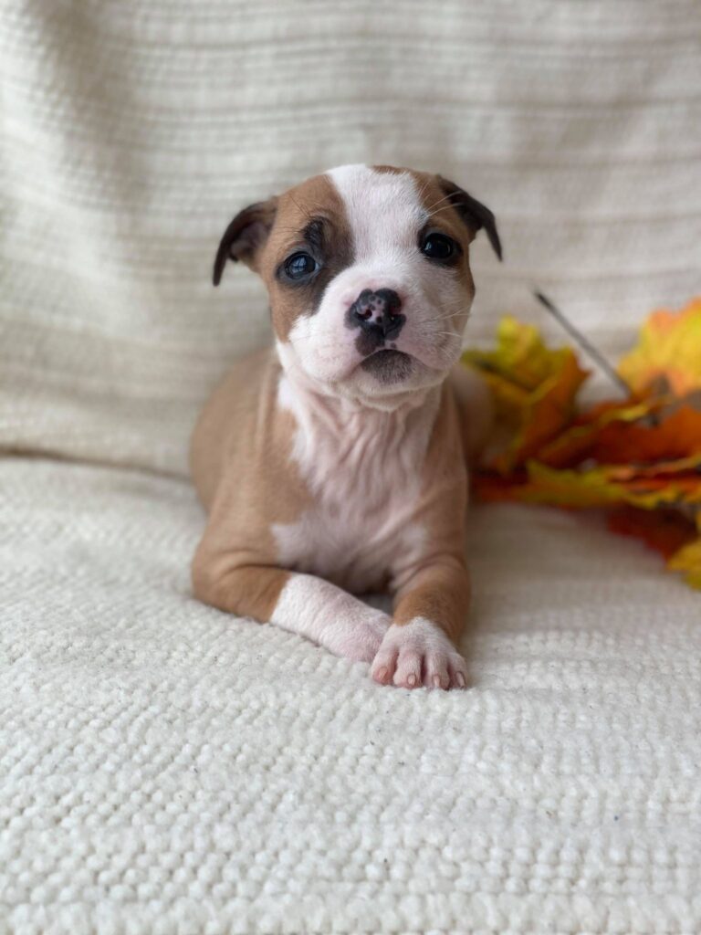 red american pit bull terrier puppy