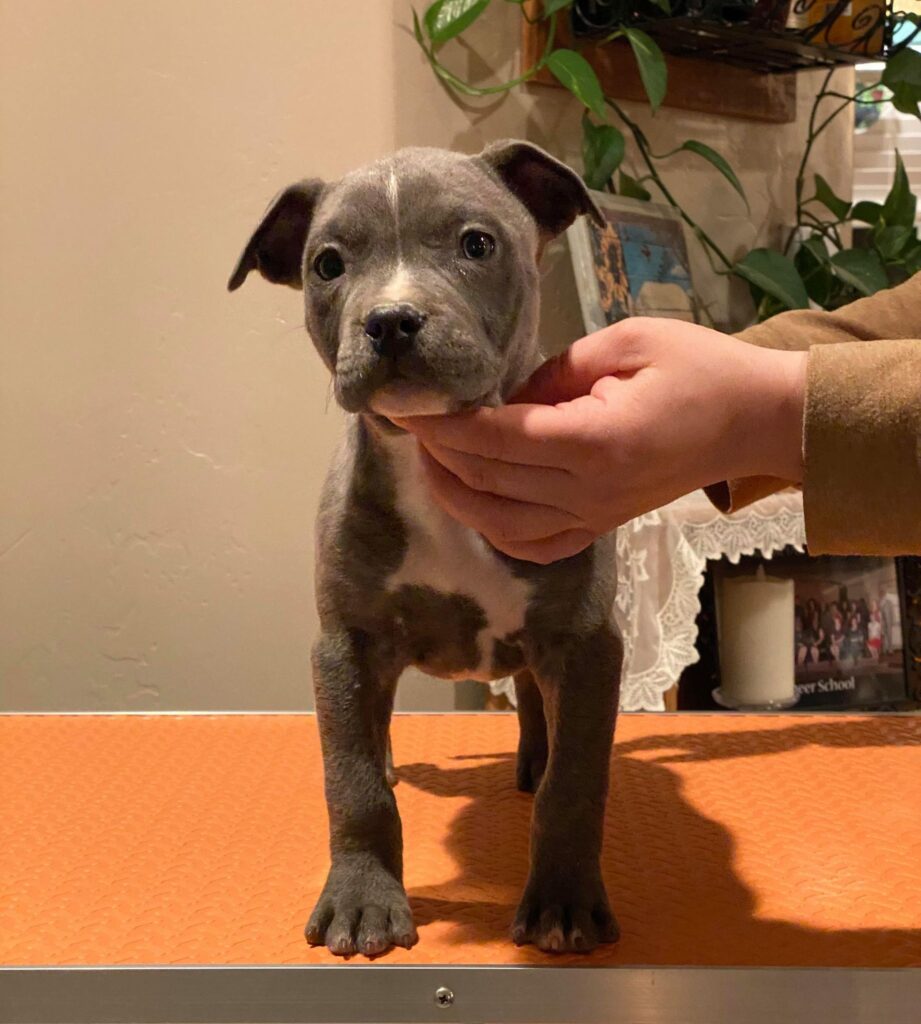 8 weeks old pit bull puppy