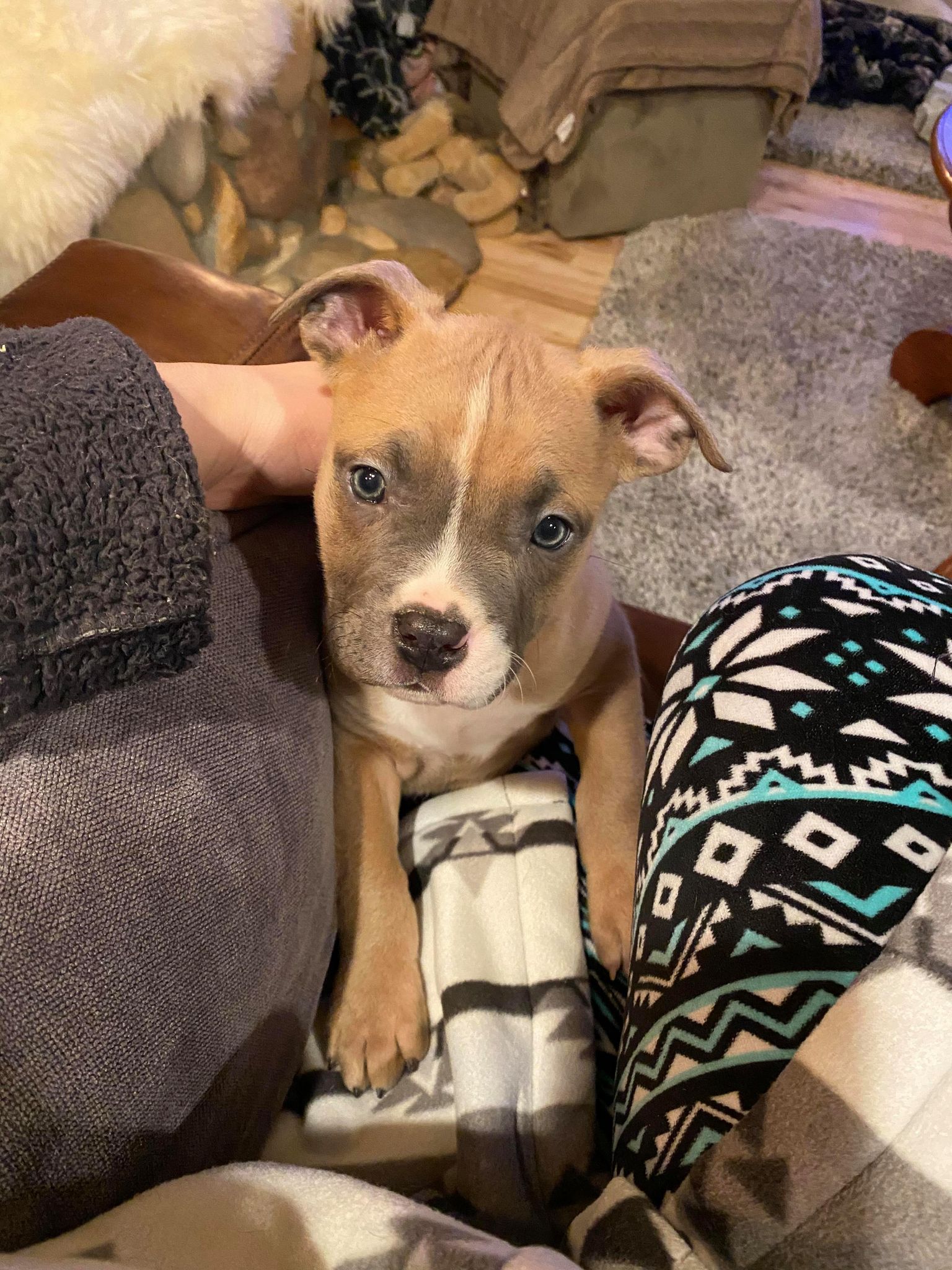 Blue fawn american pit bull terrier puppy