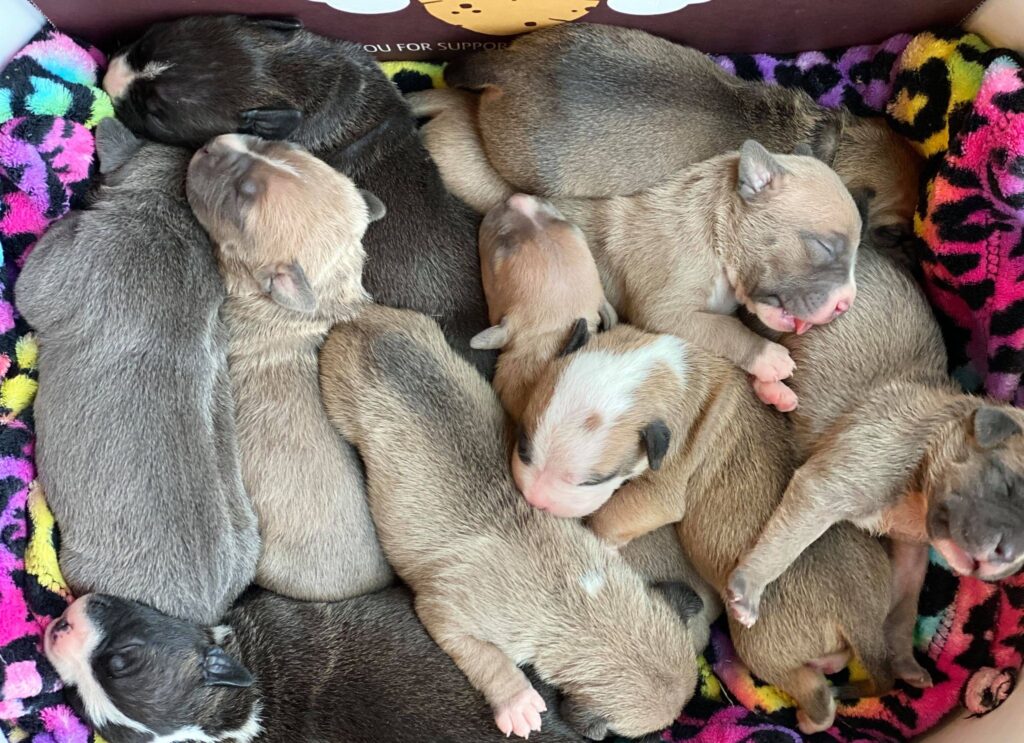 pit bull puppy pile