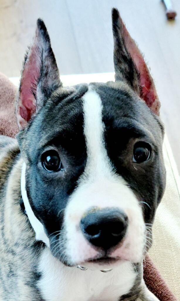 Beautiful cropped pit bull ears