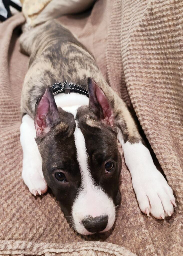 stunning american pit bull terrier puppy in nevada