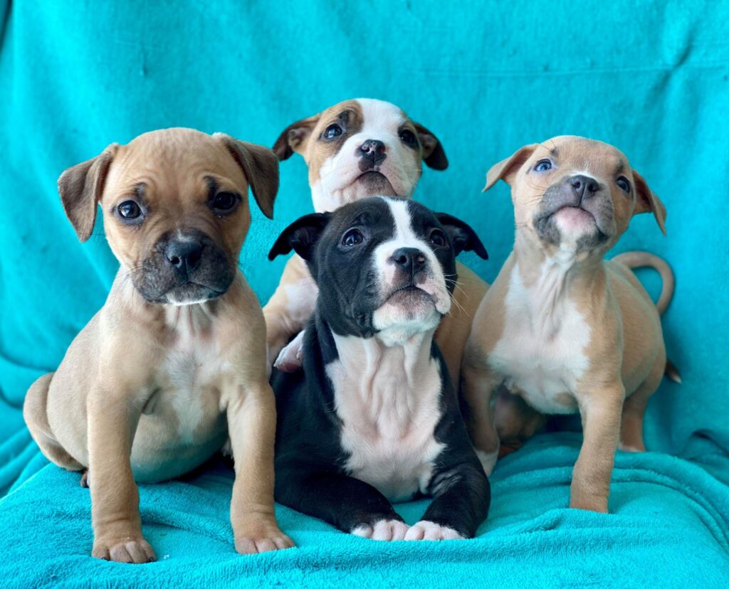 american pit bull terrier puppies group photo