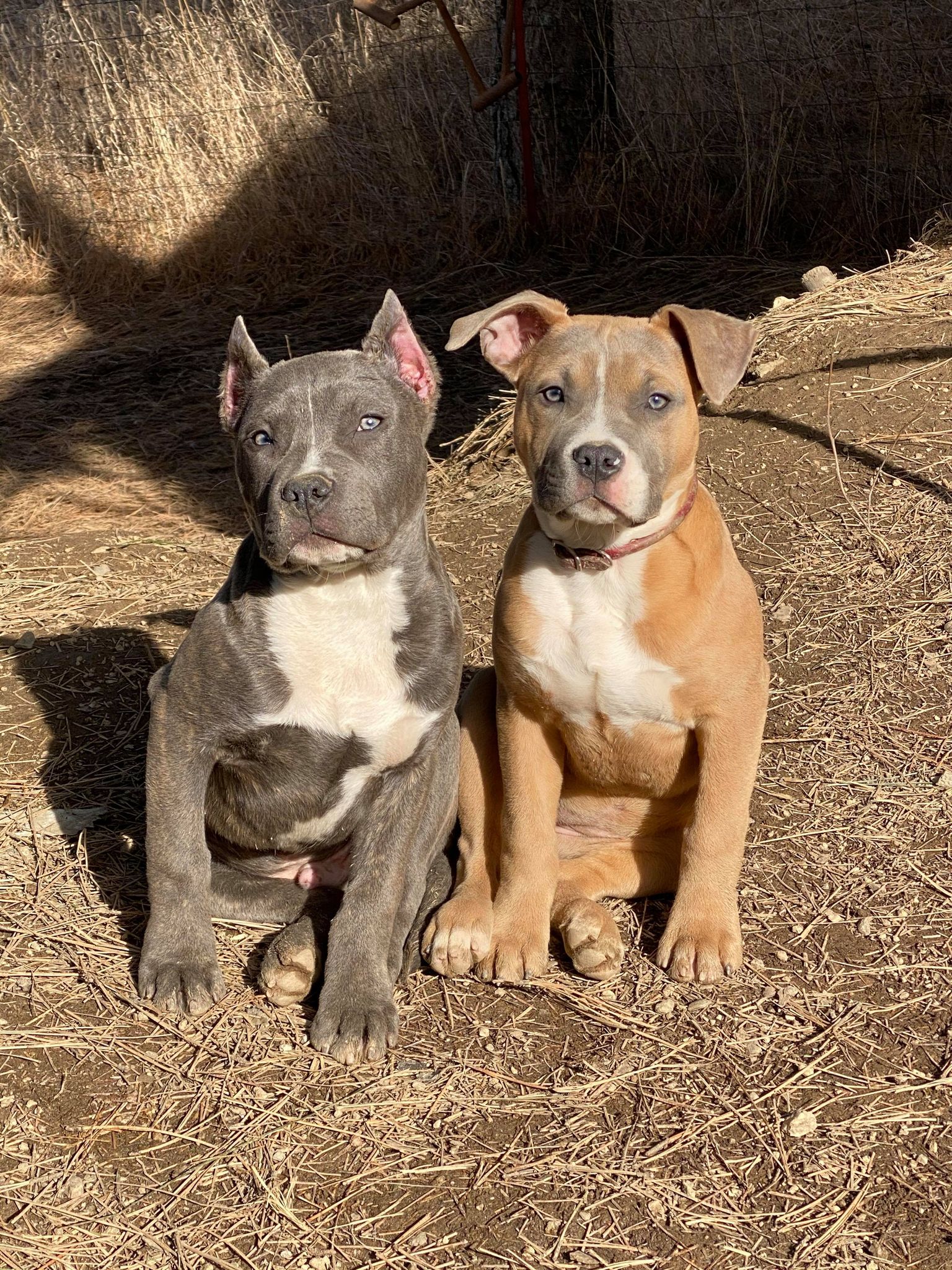 blue nose pit bull puppies