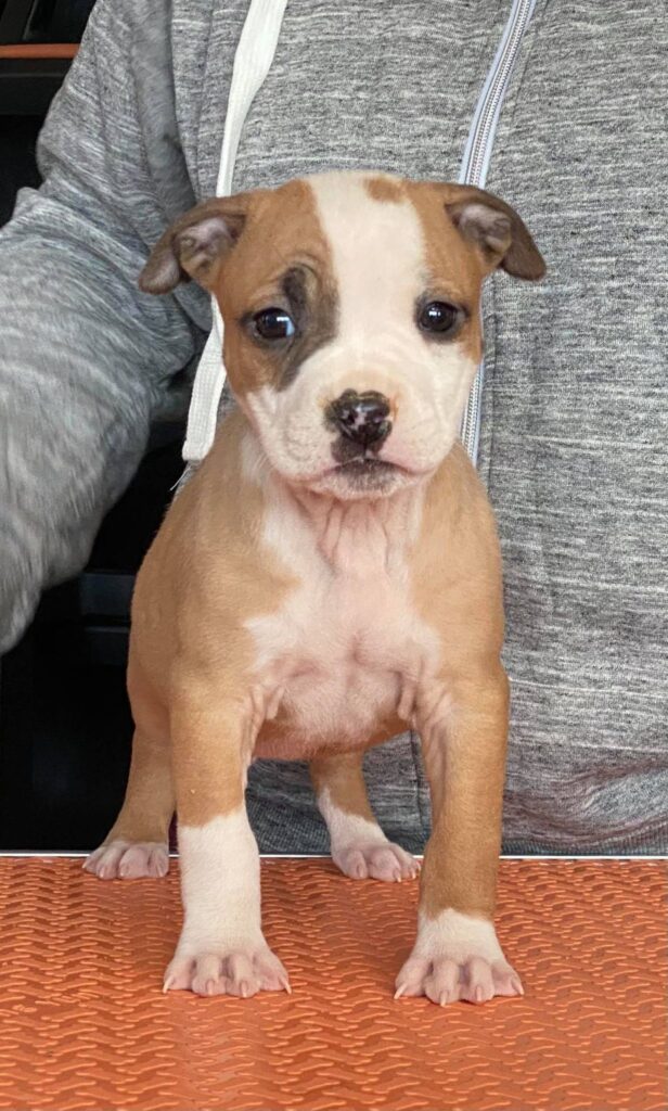 red and white american pit bull terrier puppy