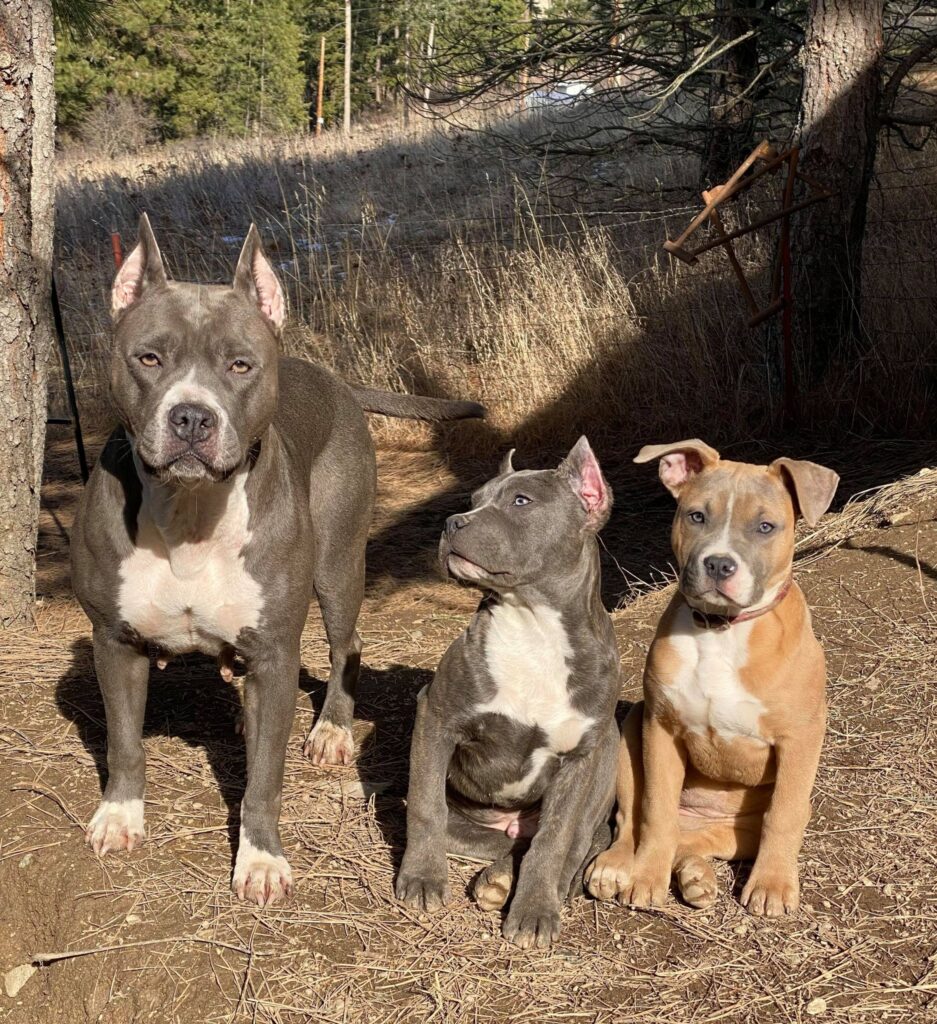 blue nose american pit bull terriers