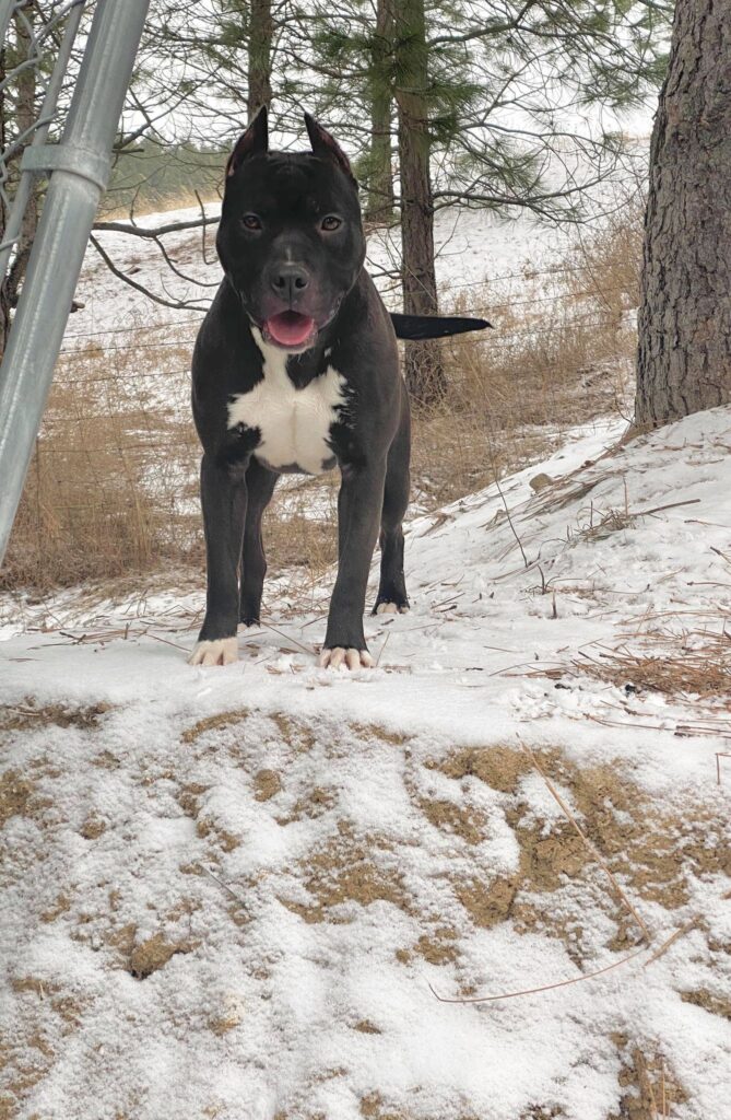 pit bull in the snow