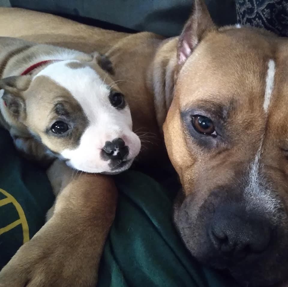father and daughter pit bulls