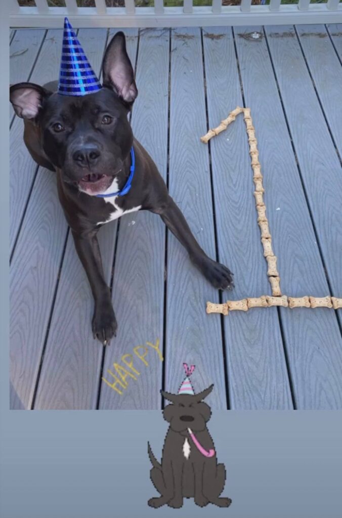 black and white american pit bull terrier turns one year old