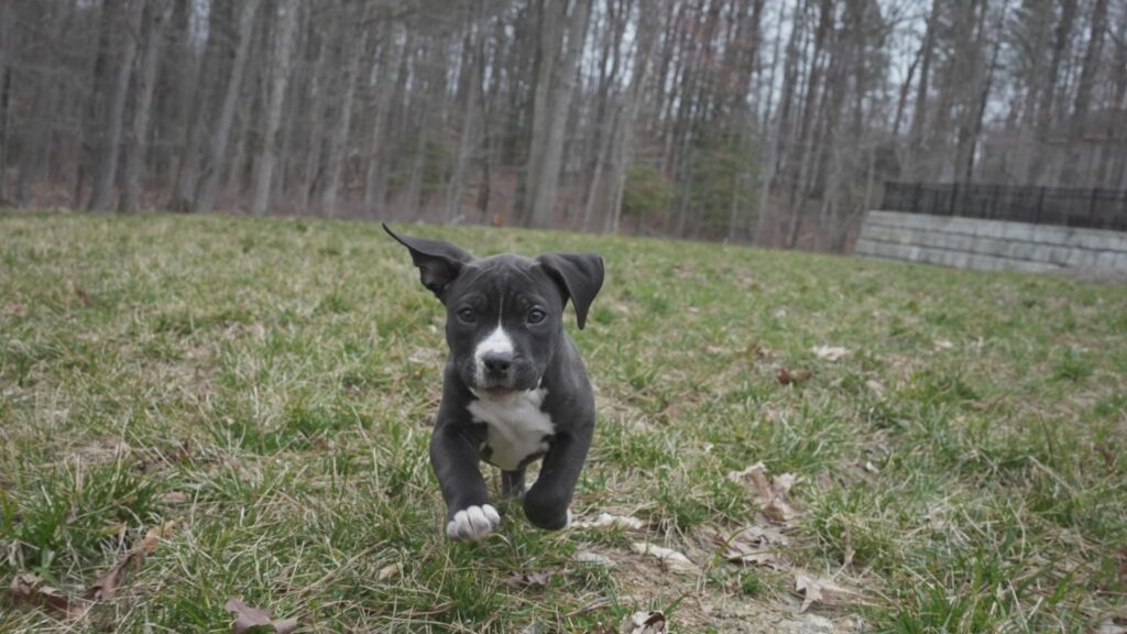 black and white american pit bull terrier in Maryland