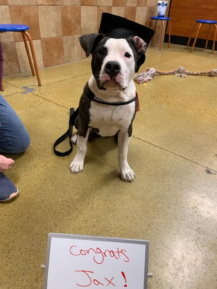 pit bull completing puppy class